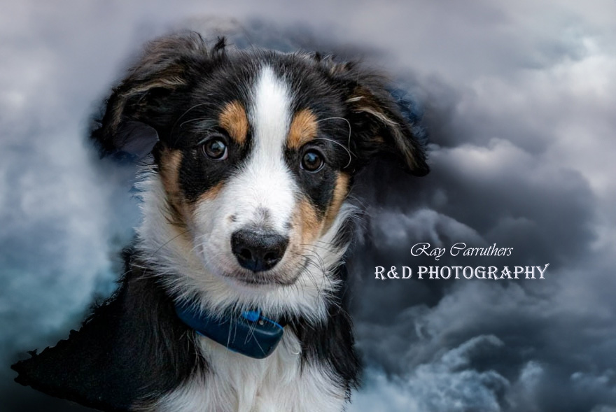 Pet Photography By R&D Photography Pet Photography By R&D Photography